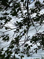 GOAT WILLOW WITH RUST