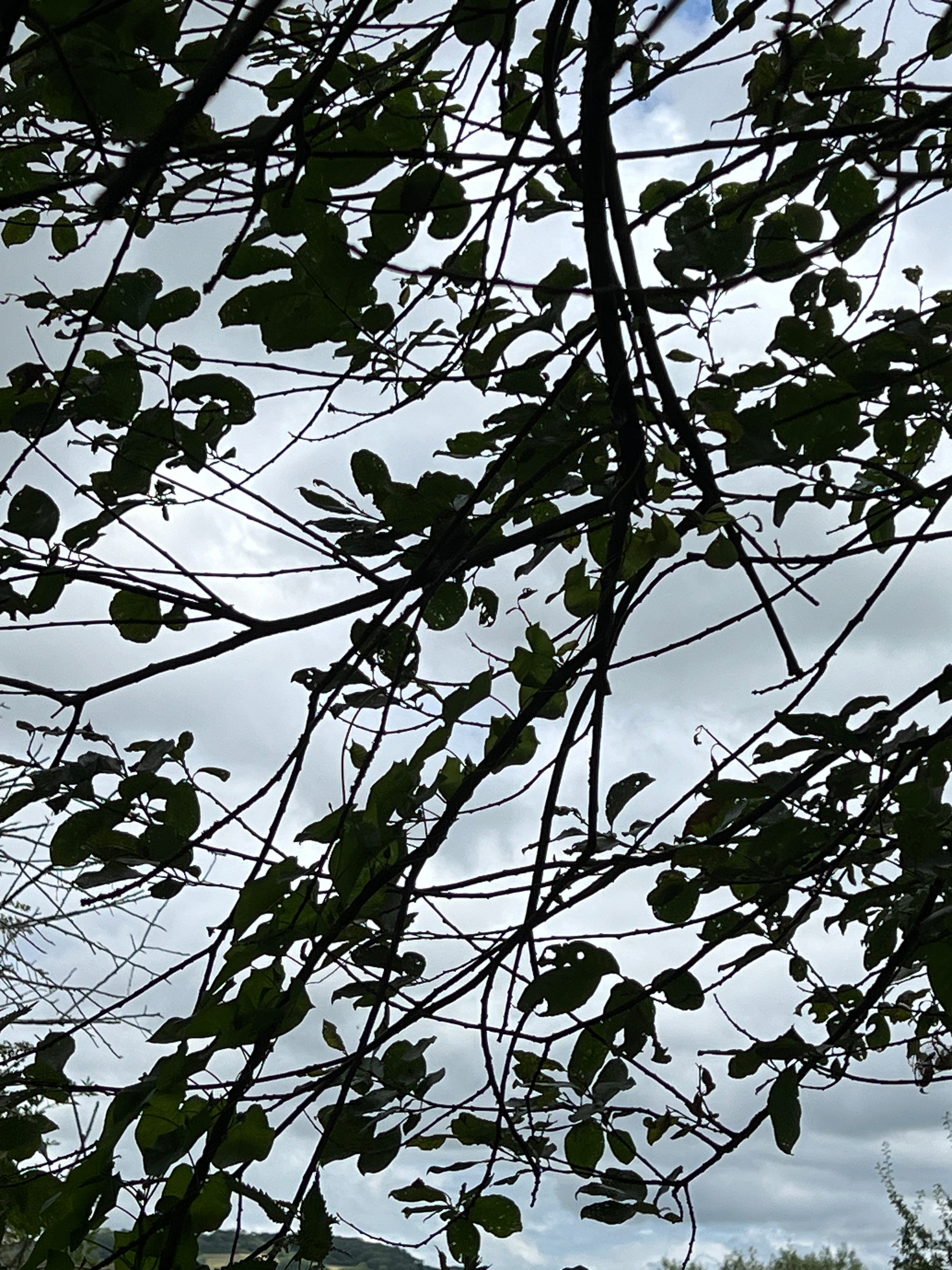 GOAT WILLOW WITH RUST