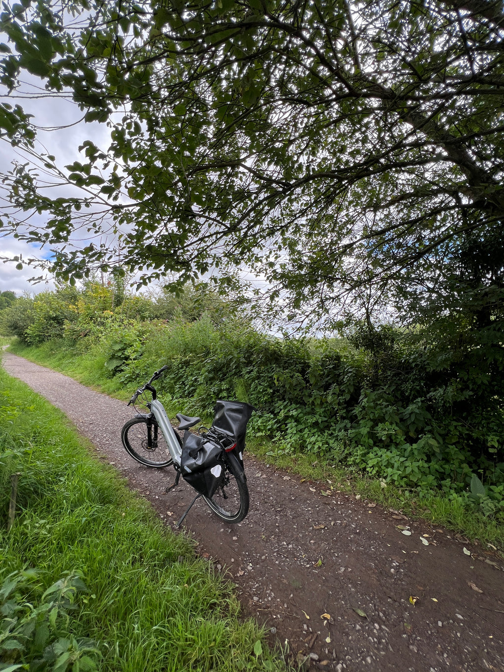 GOAT WILLOW WITH RUST