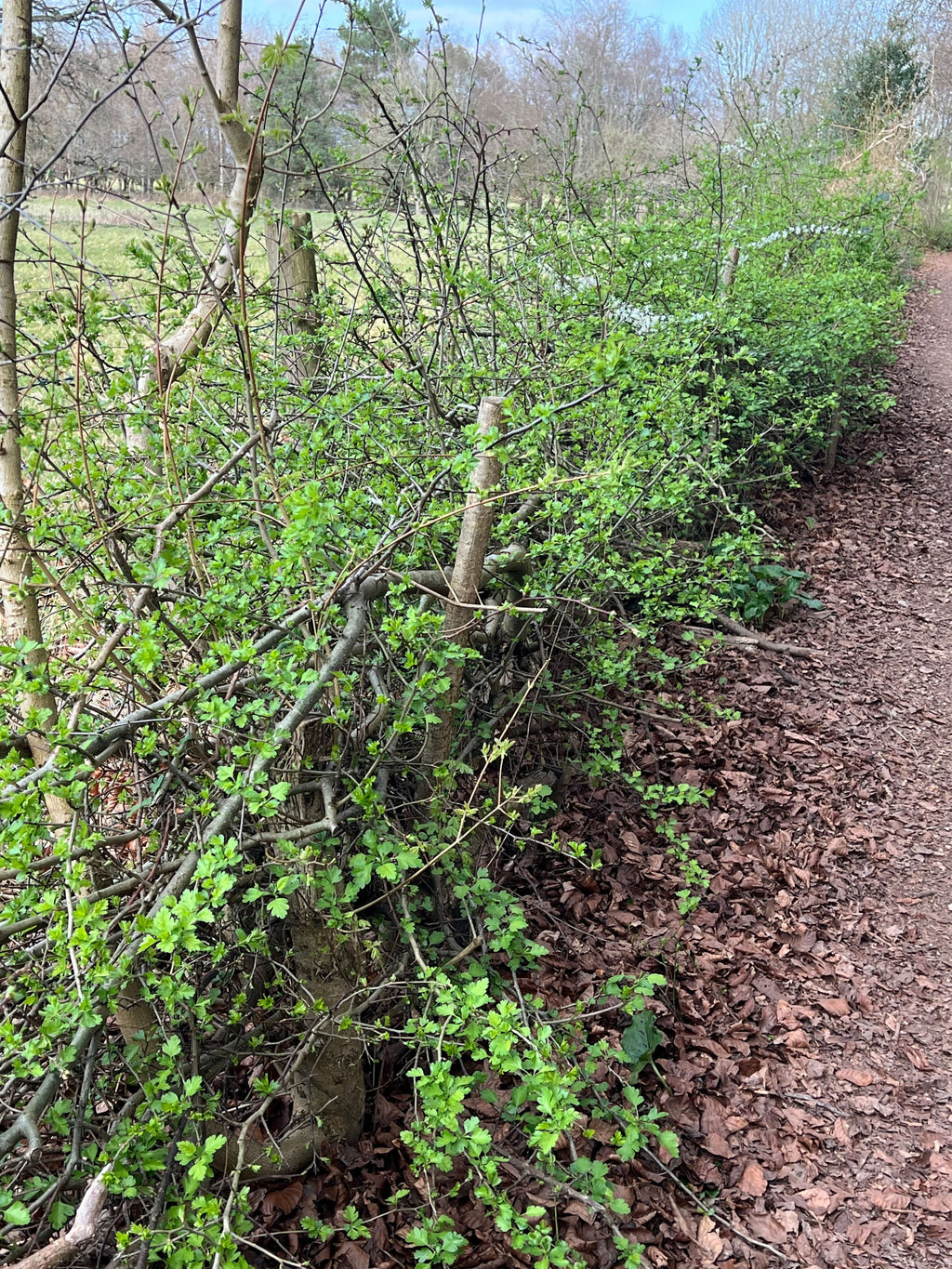 THE HEDGEROWS ARE WAKING UP