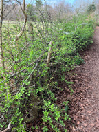 THE HEDGEROWS ARE WAKING UP