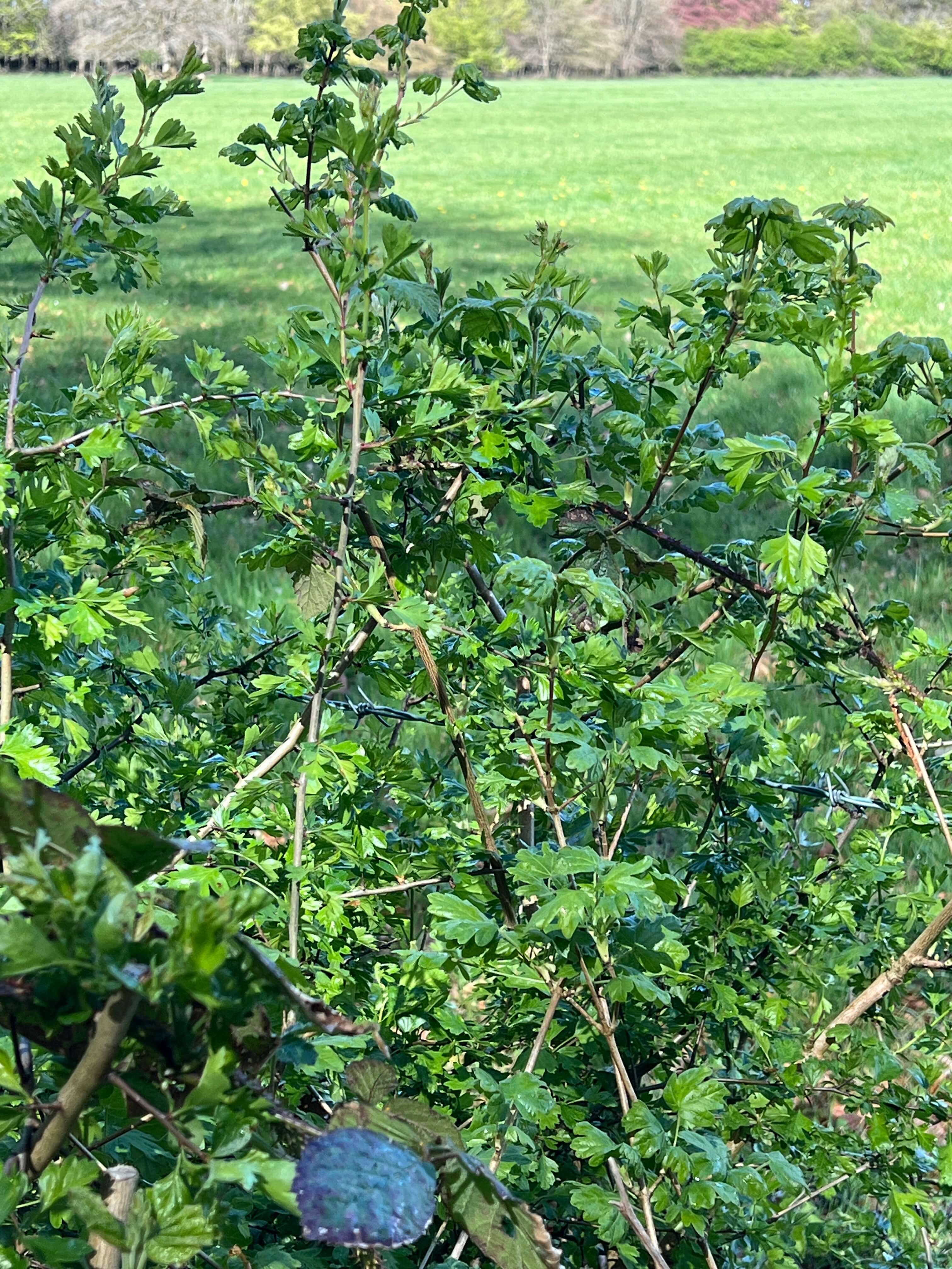 THE HEDGEROWS ARE WAKING UP