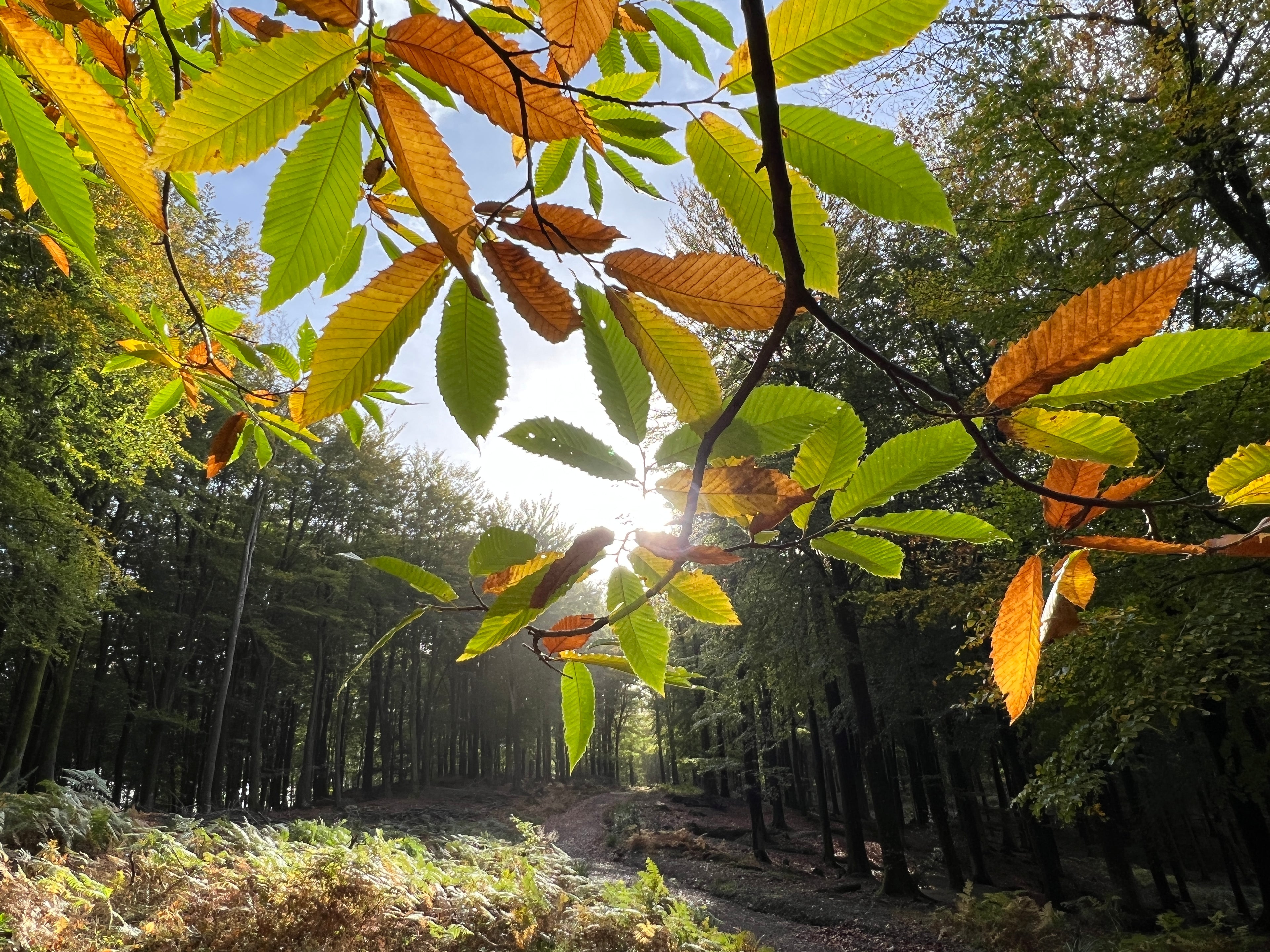 CHESTNUT CANOPY IN AUTUMN