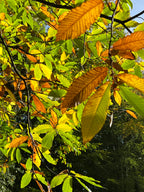 CHESTNUT CANOPY IN AUTUMN