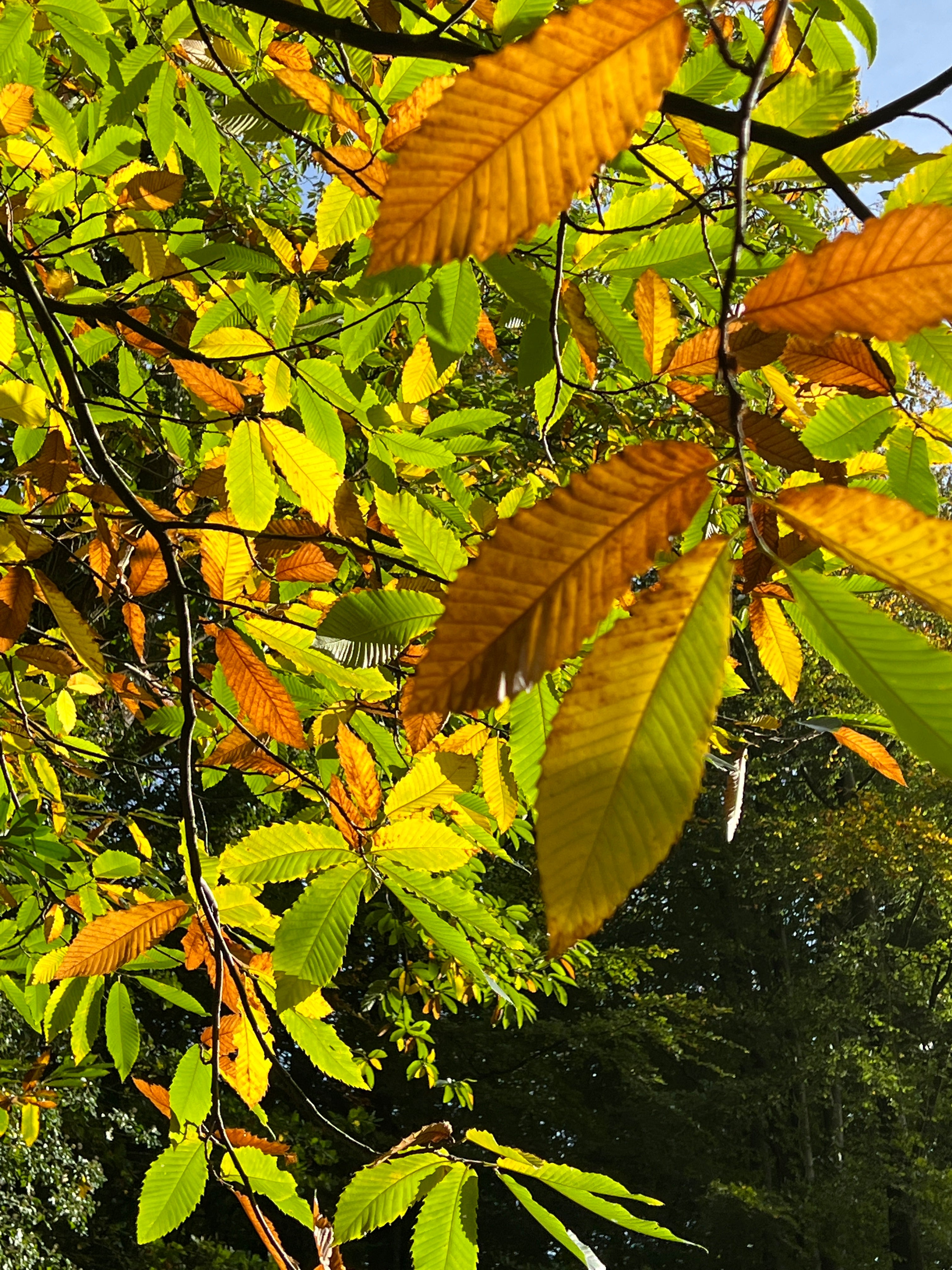 CHESTNUT CANOPY IN AUTUMN