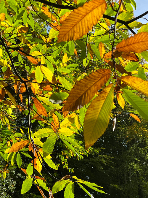 CHESTNUT CANOPY IN AUTUMN