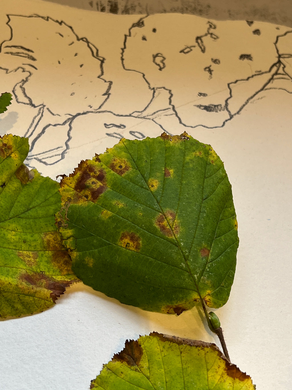 AUTUMN PIGMENT CHANGE - HAZEL