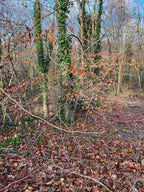 BEECH IN THE WIND AND RAIN