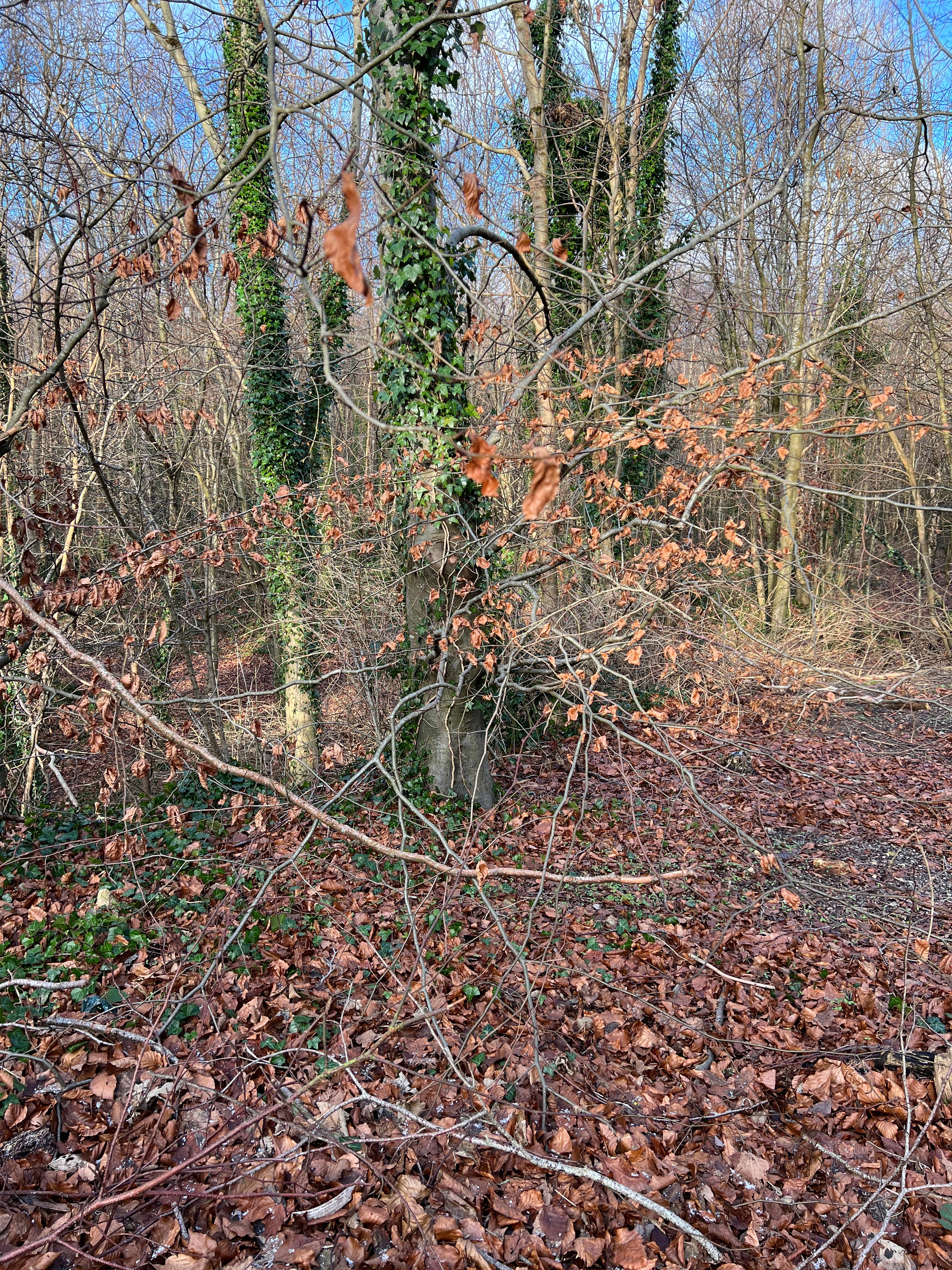 BEECH IN THE WIND AND RAIN