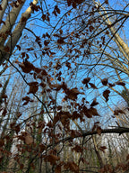 BEECH IN THE WIND AND RAIN