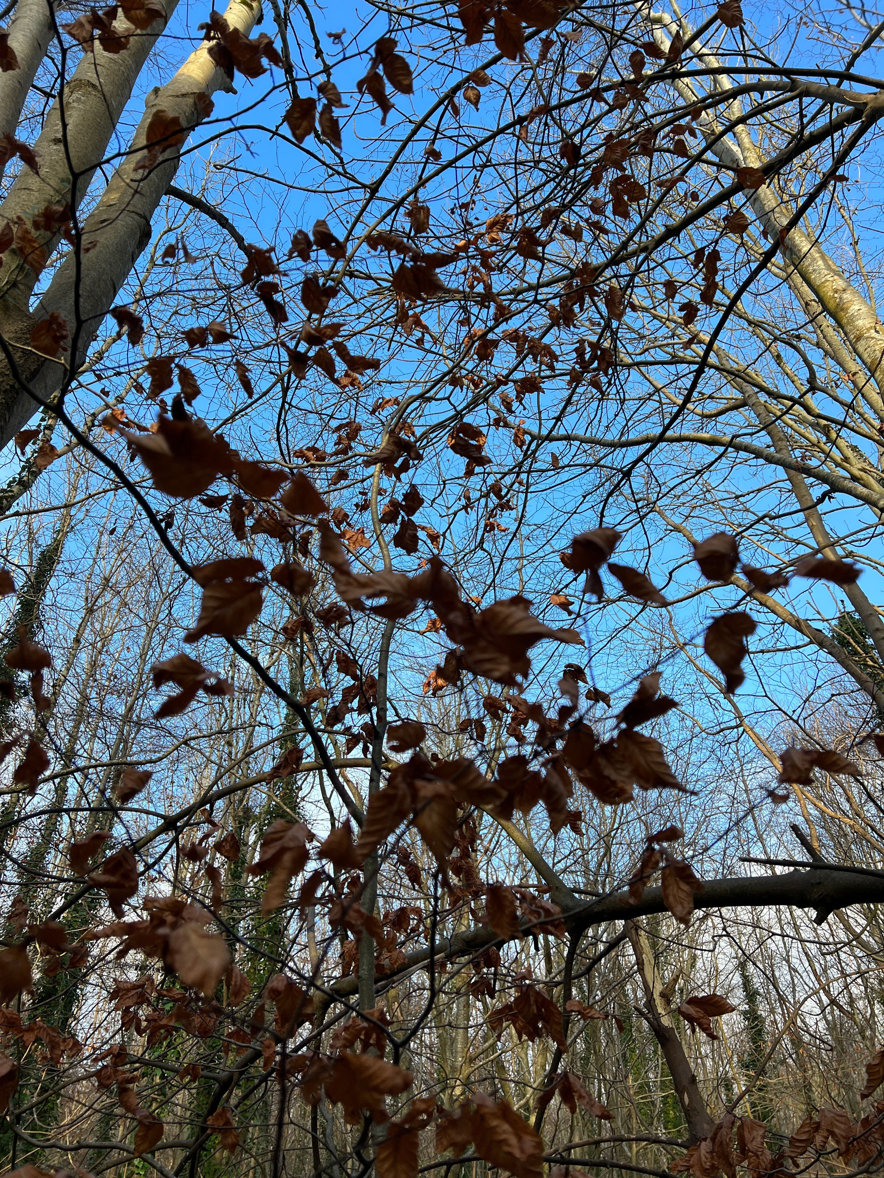 BEECH IN THE WIND AND RAIN
