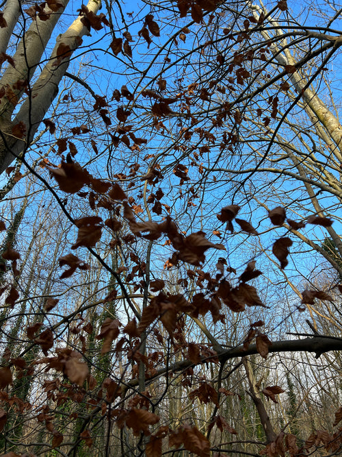 BEECH IN THE WIND AND RAIN