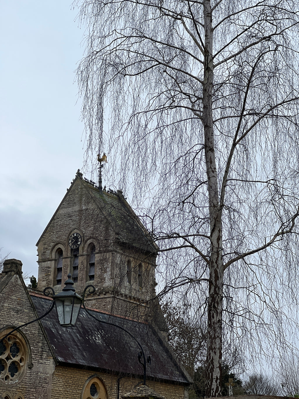 BIRCH IN WINTER
