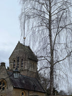 BIRCH IN WINTER