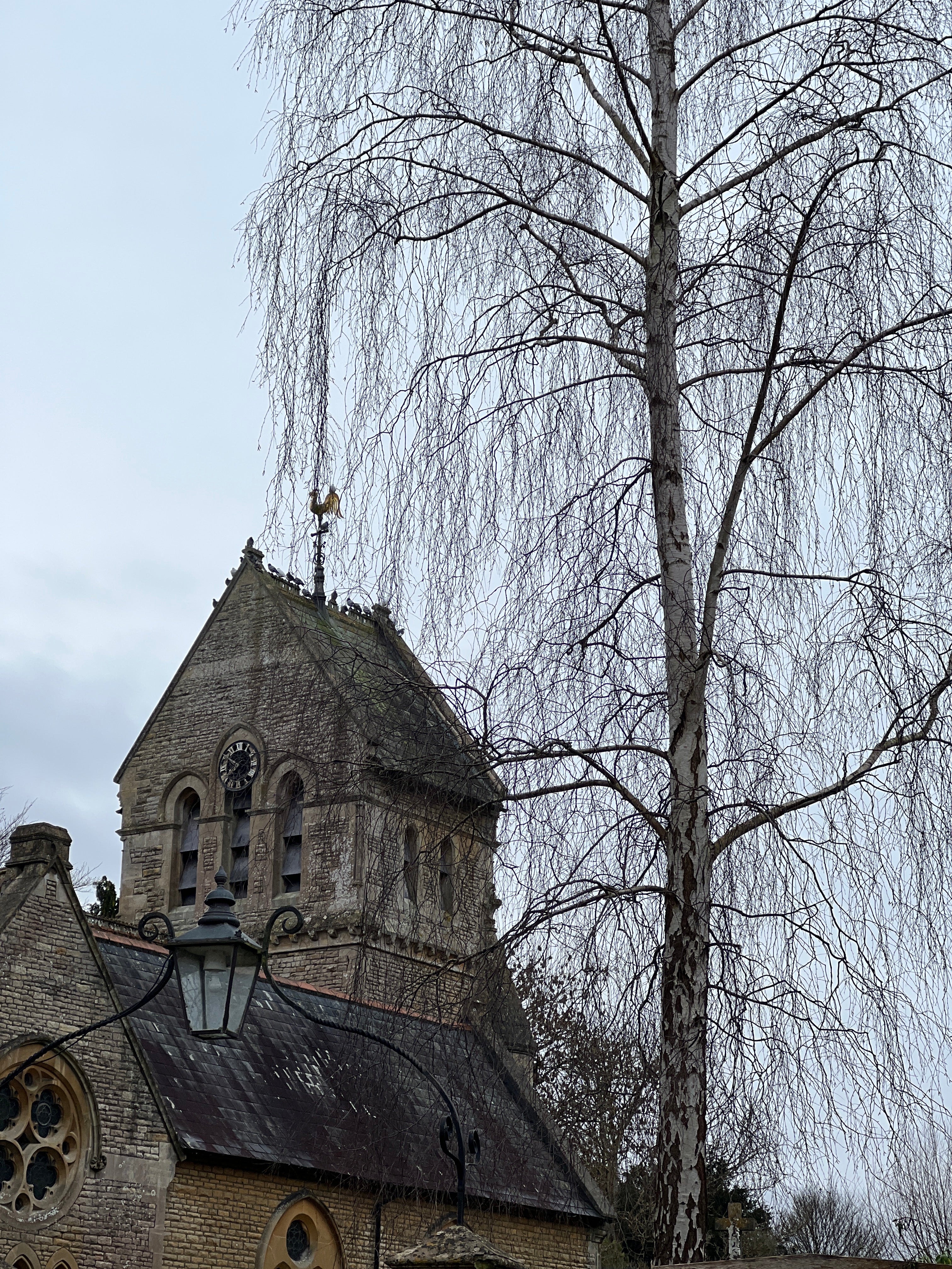 BIRCH IN WINTER
