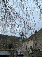 BIRCH IN WINTER