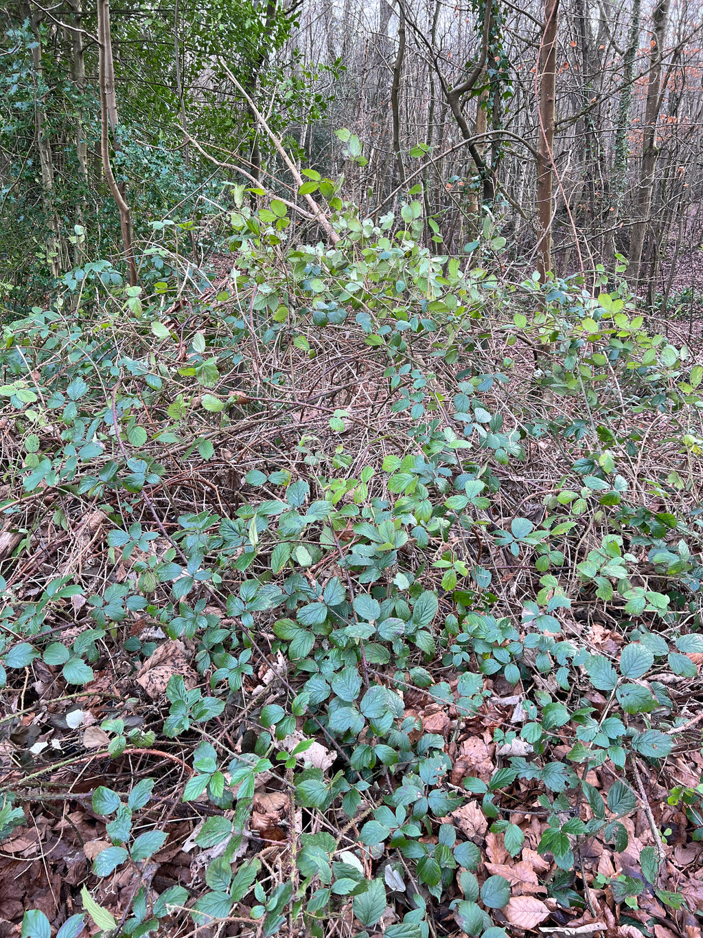 TWISTING BRAMBLES