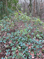 TWISTING BRAMBLES