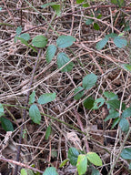 TWISTING BRAMBLES