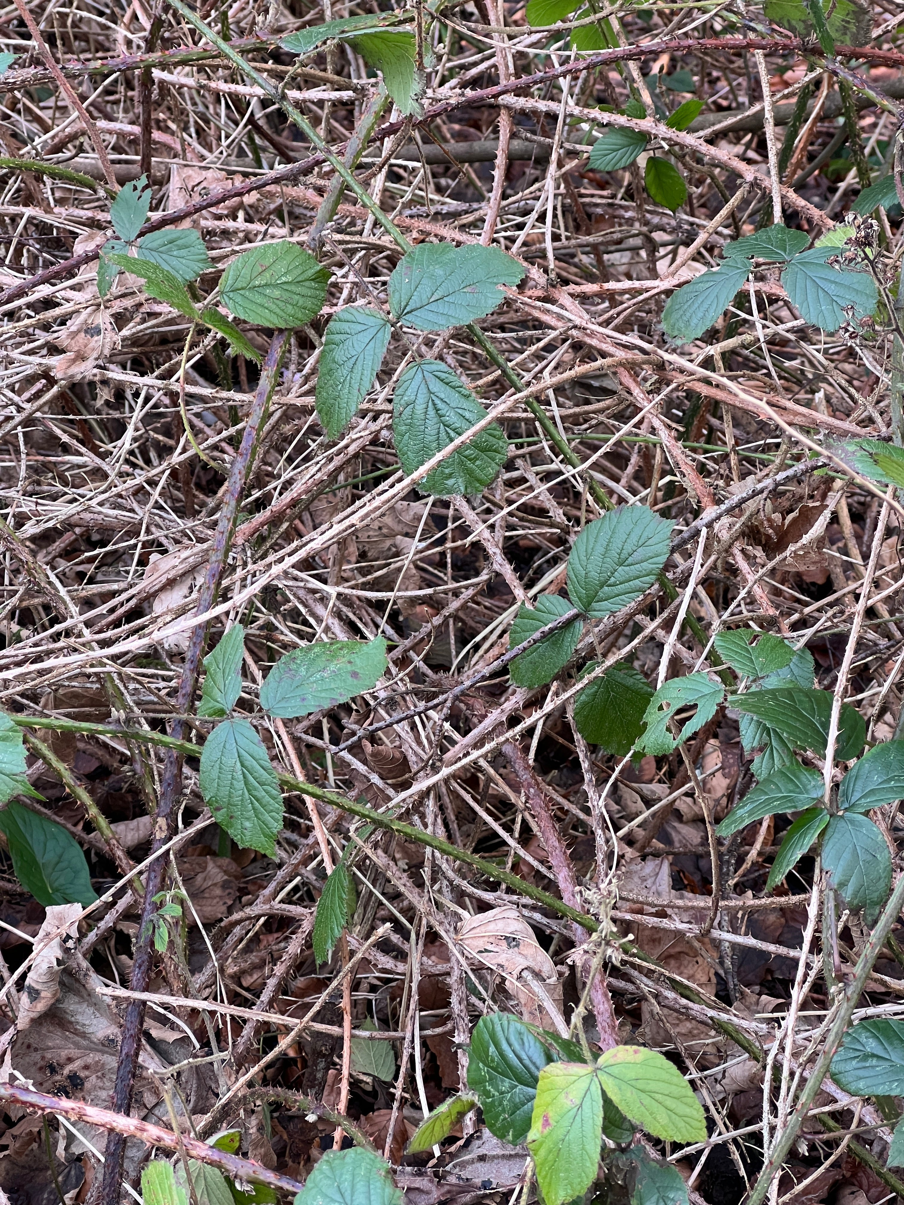 TWISTING BRAMBLES