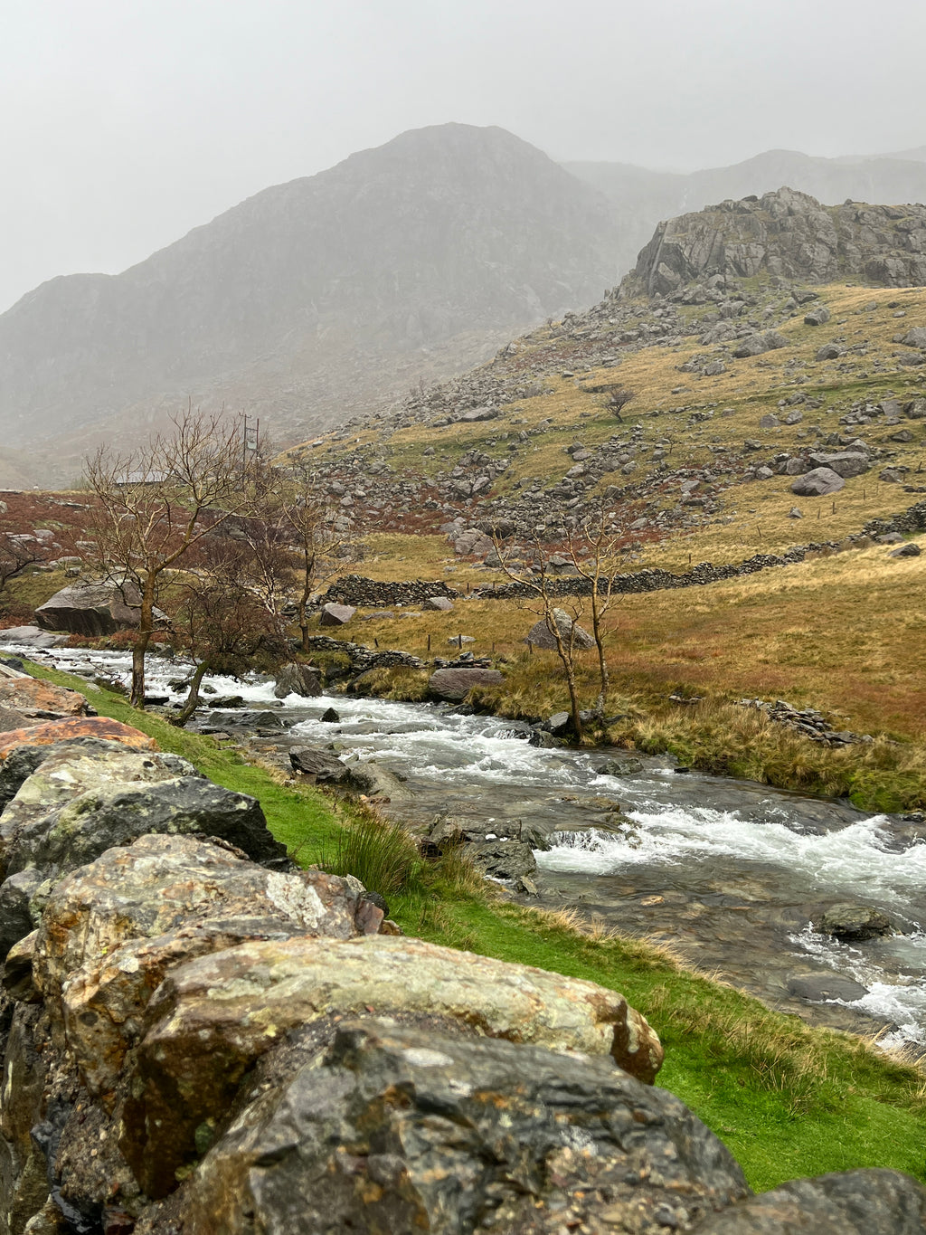 OAK FROM MOUNT SNOWDON