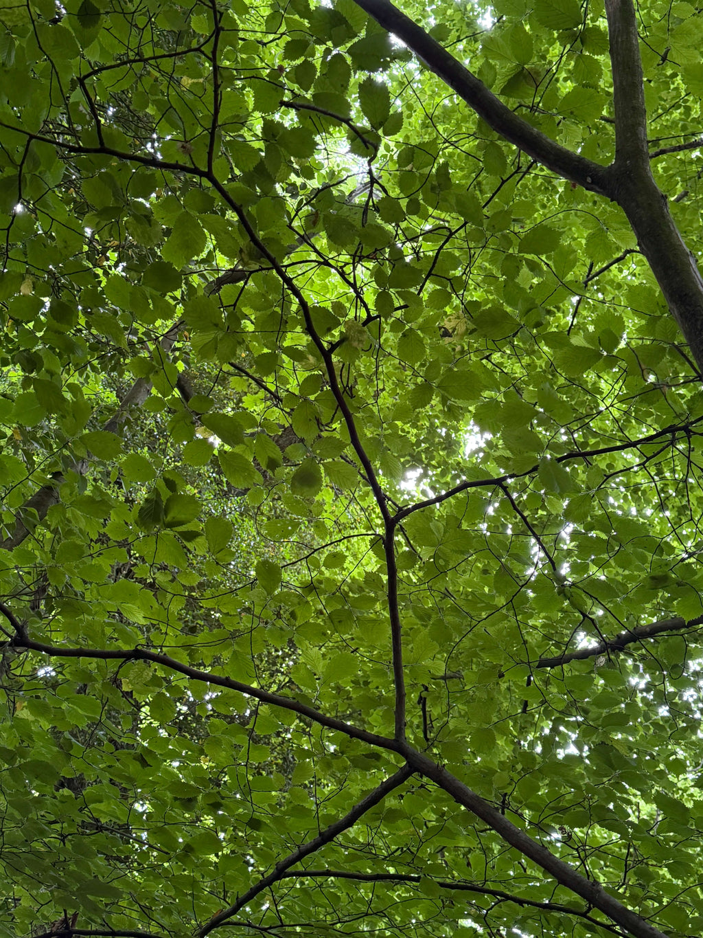 A Summer Canopy