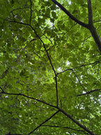 A Summer Canopy