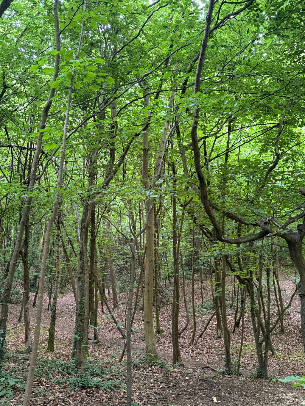 A Summer Canopy