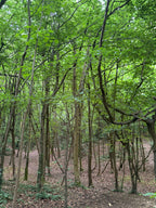 A Summer Canopy