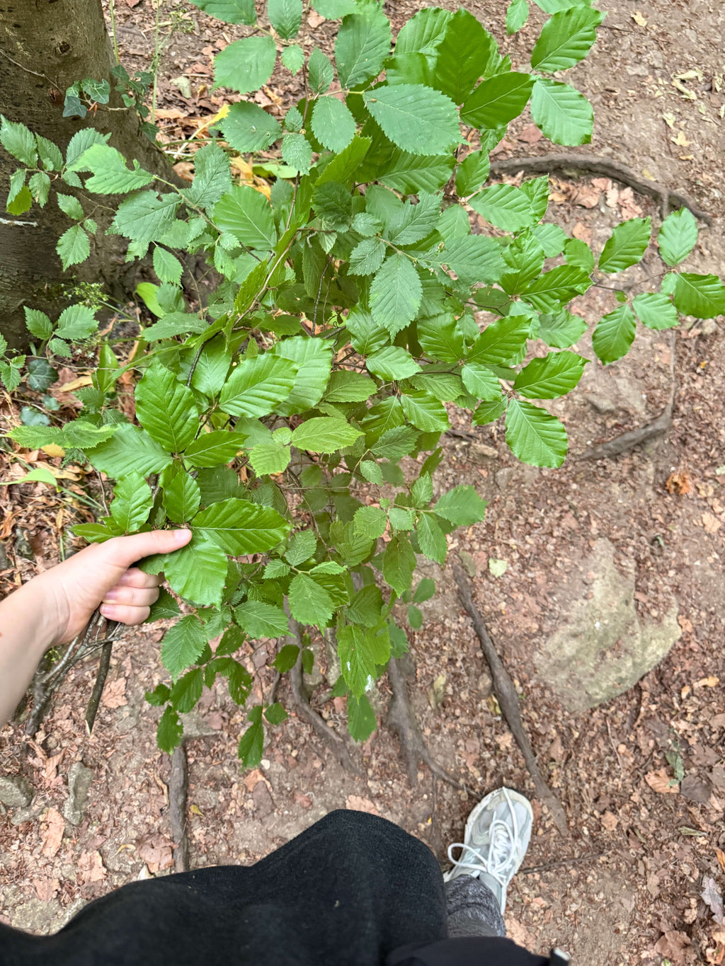 A Summer Canopy