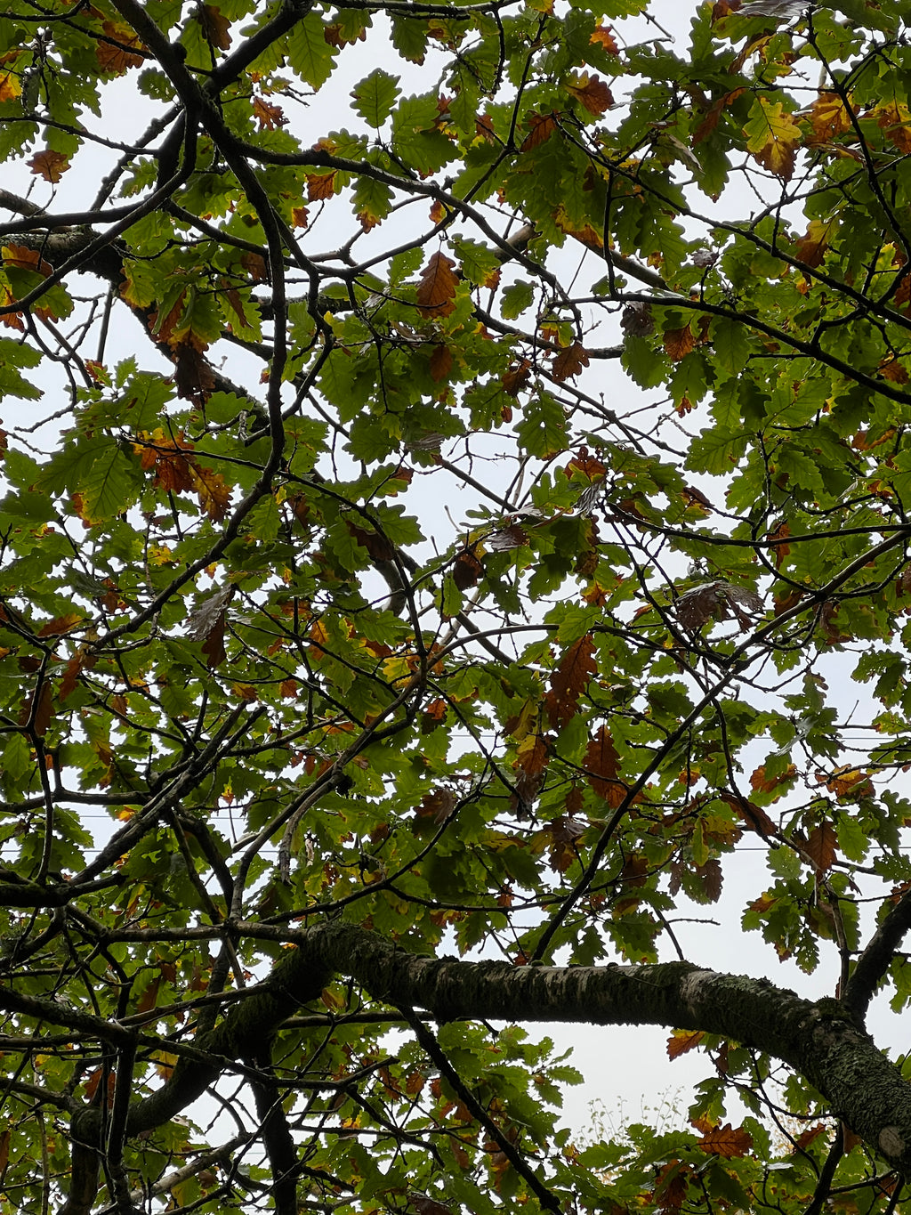 OAK FROM MOUNT SNOWDON