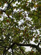 OAK FROM MOUNT SNOWDON