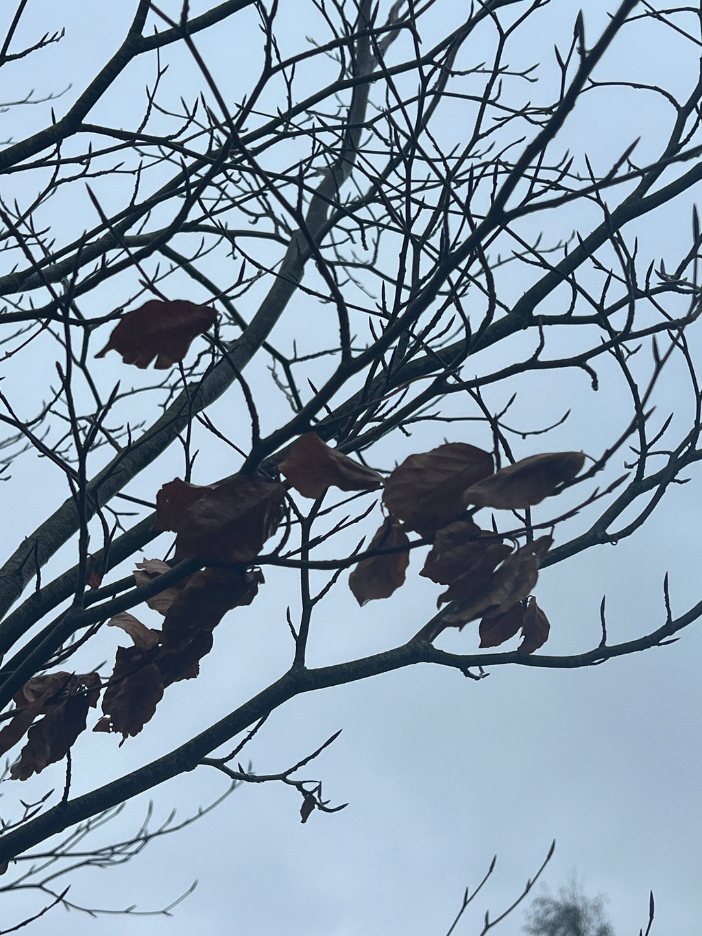 FEBRUARY BEECH IN THE WIND AND RAIN