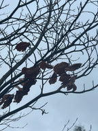 FEBRUARY BEECH IN THE WIND AND RAIN