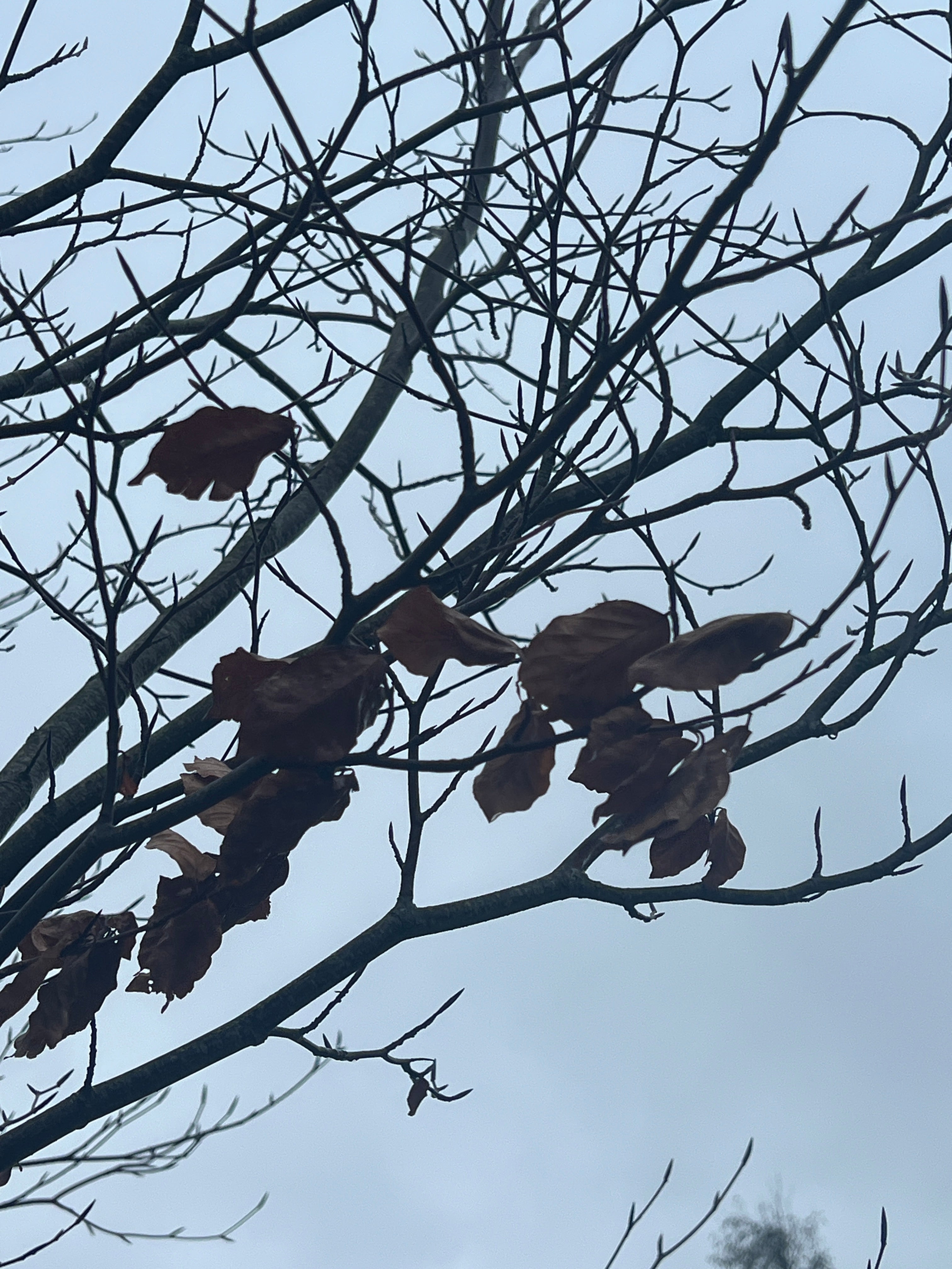 FEBRUARY BEECH IN THE WIND AND RAIN
