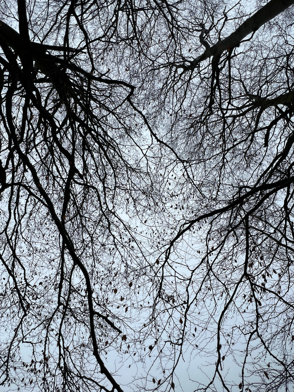 A WINTER CANOPY