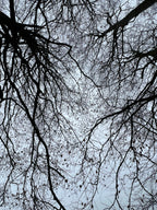 A WINTER CANOPY