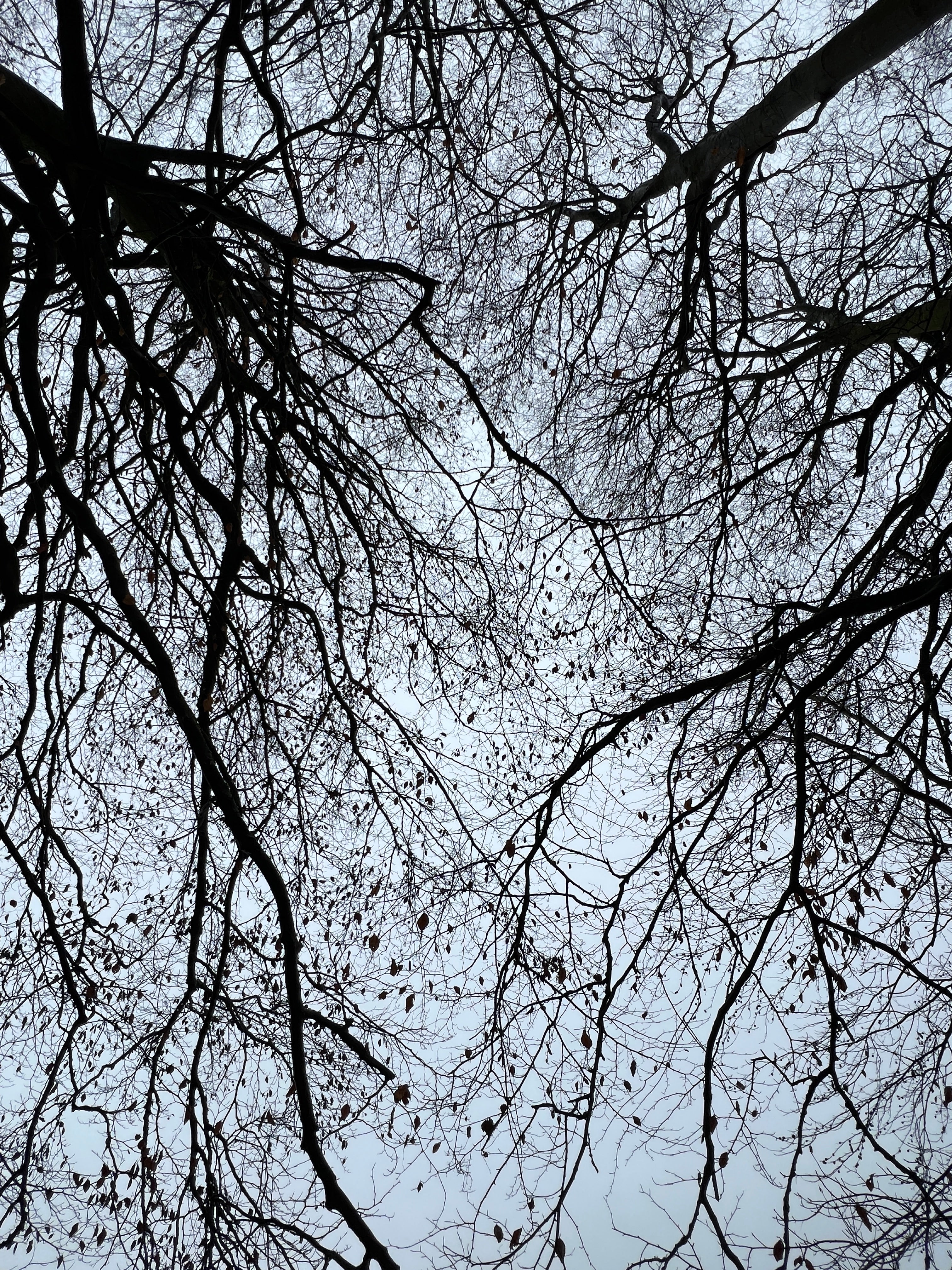 A WINTER CANOPY