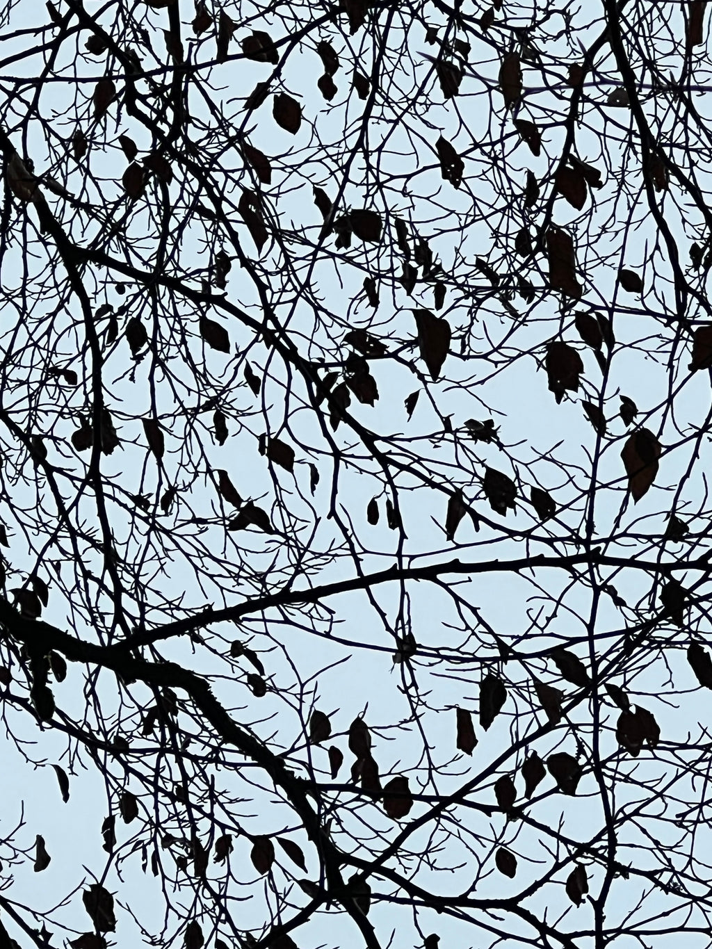 A WINTER CANOPY