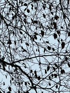 A WINTER CANOPY