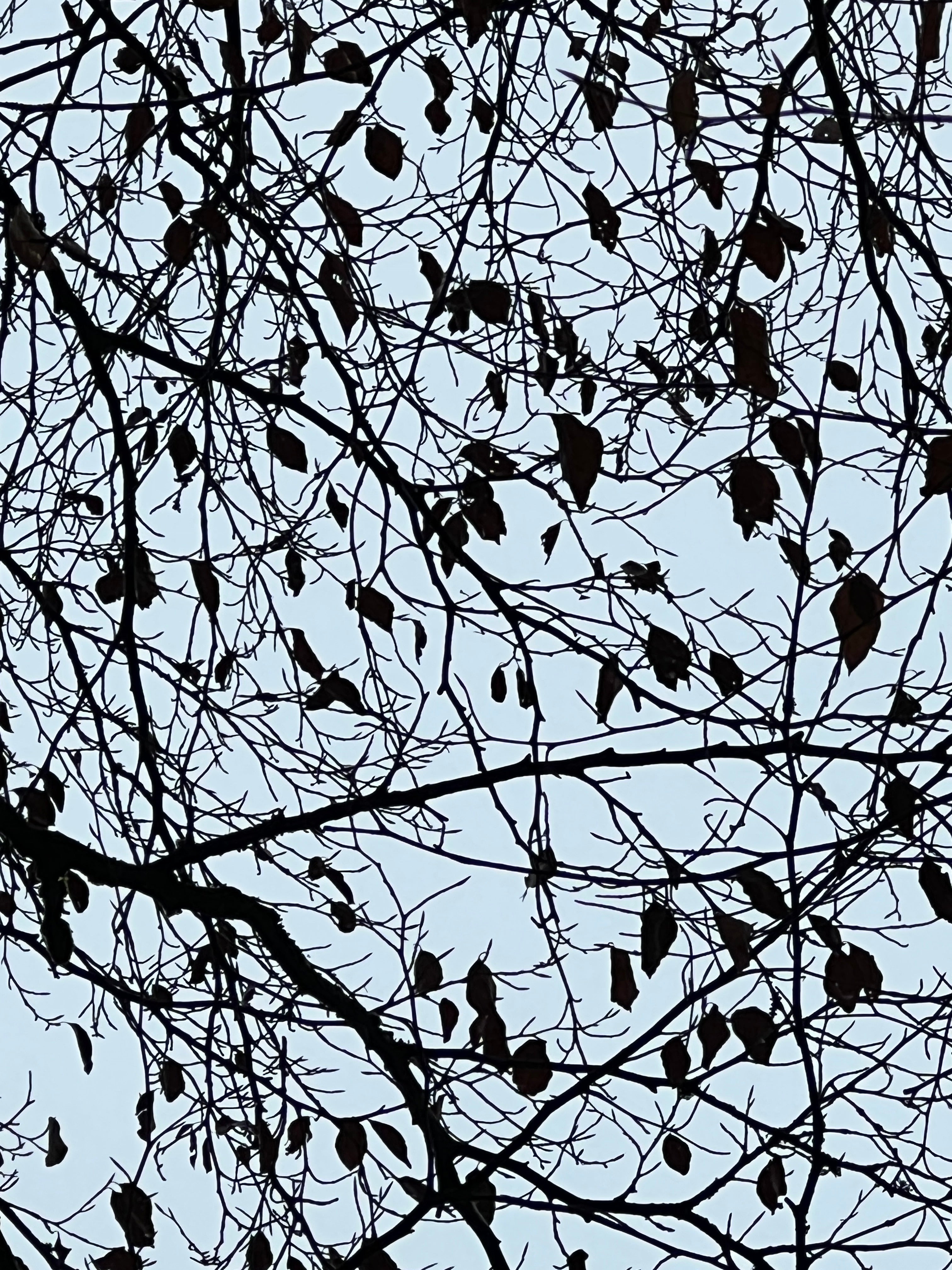 A WINTER CANOPY
