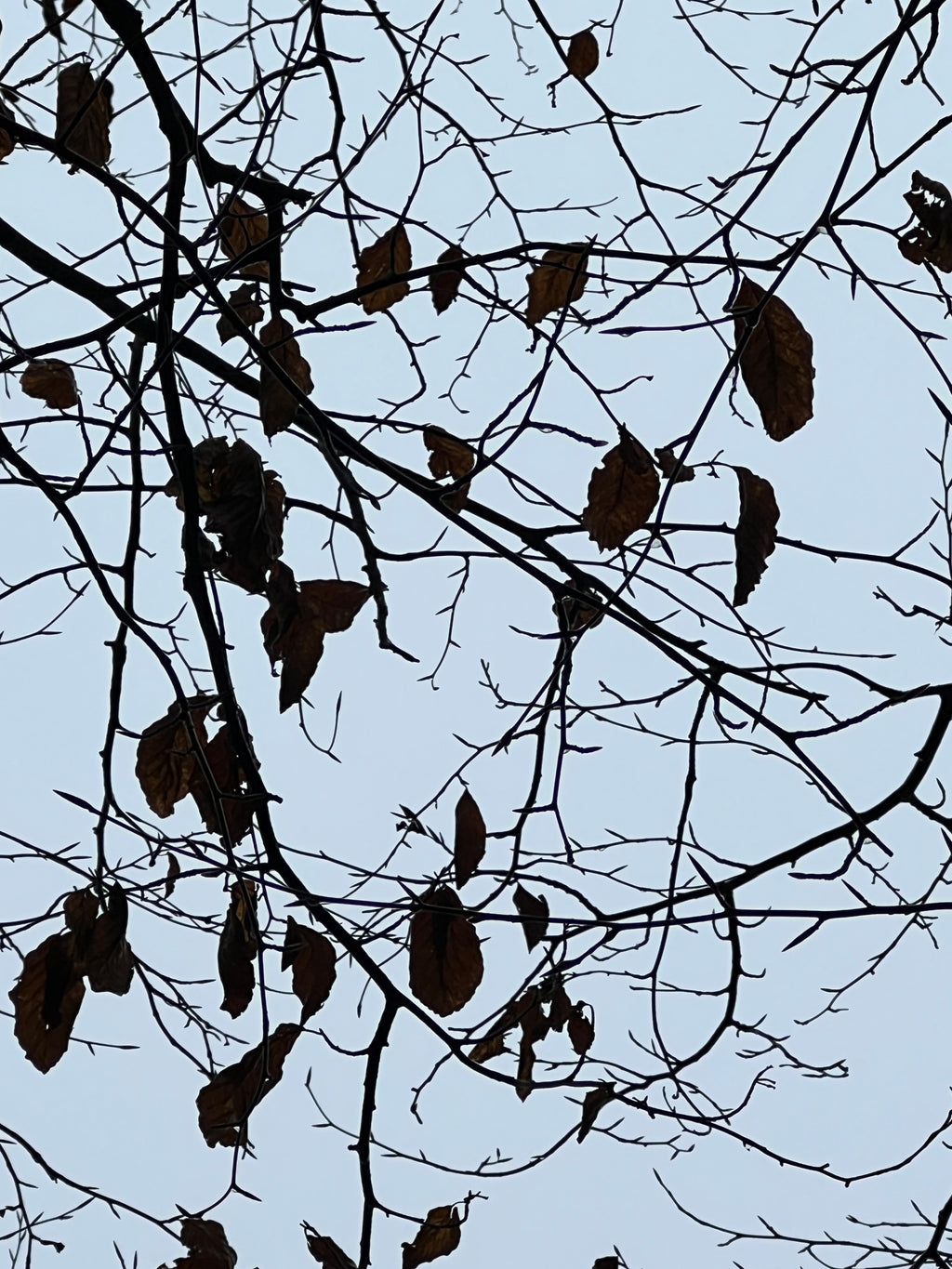 A WINTER CANOPY