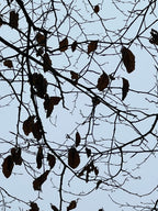 A WINTER CANOPY
