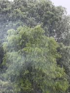 JUST RAIN