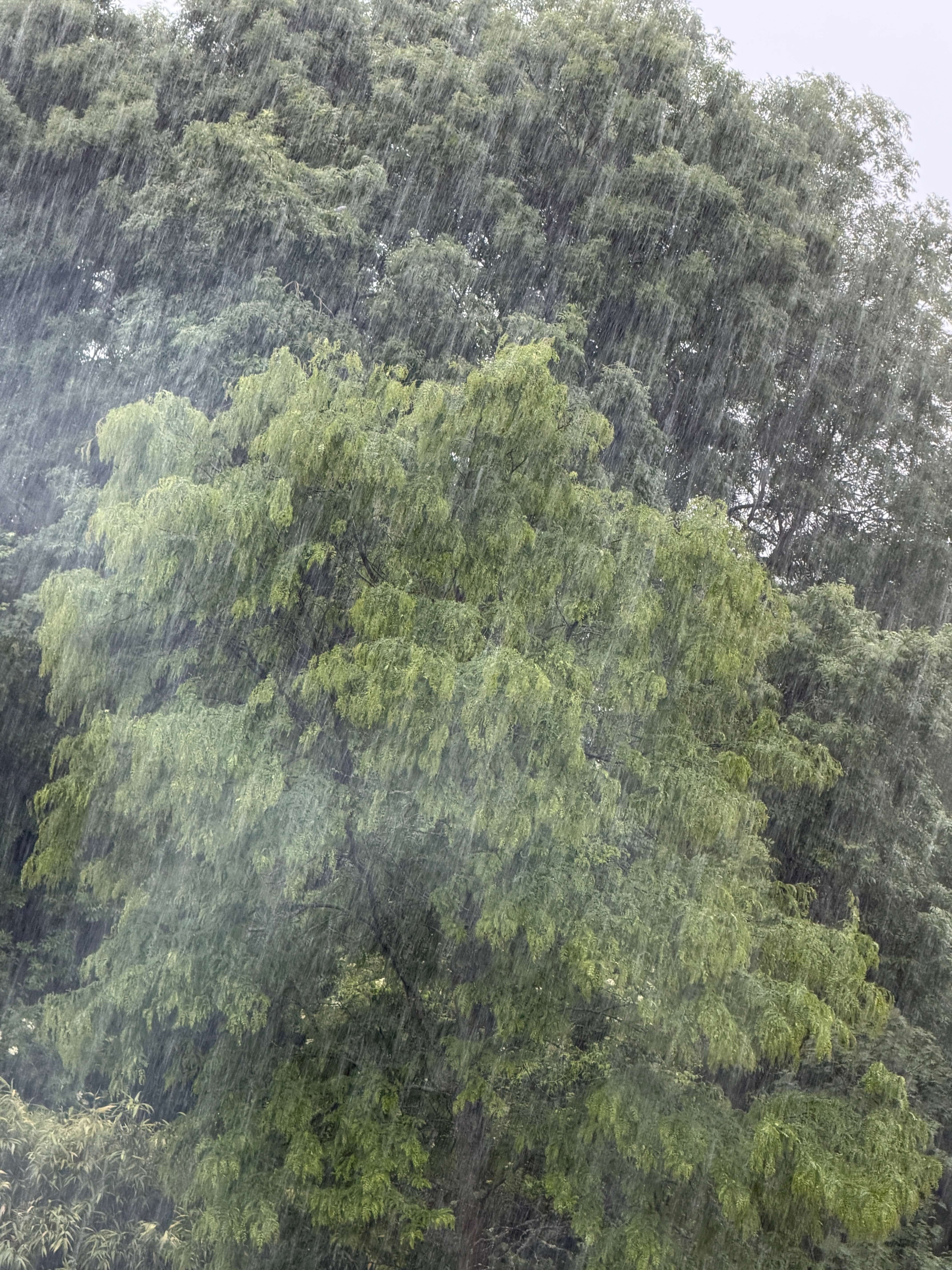 JUST RAIN