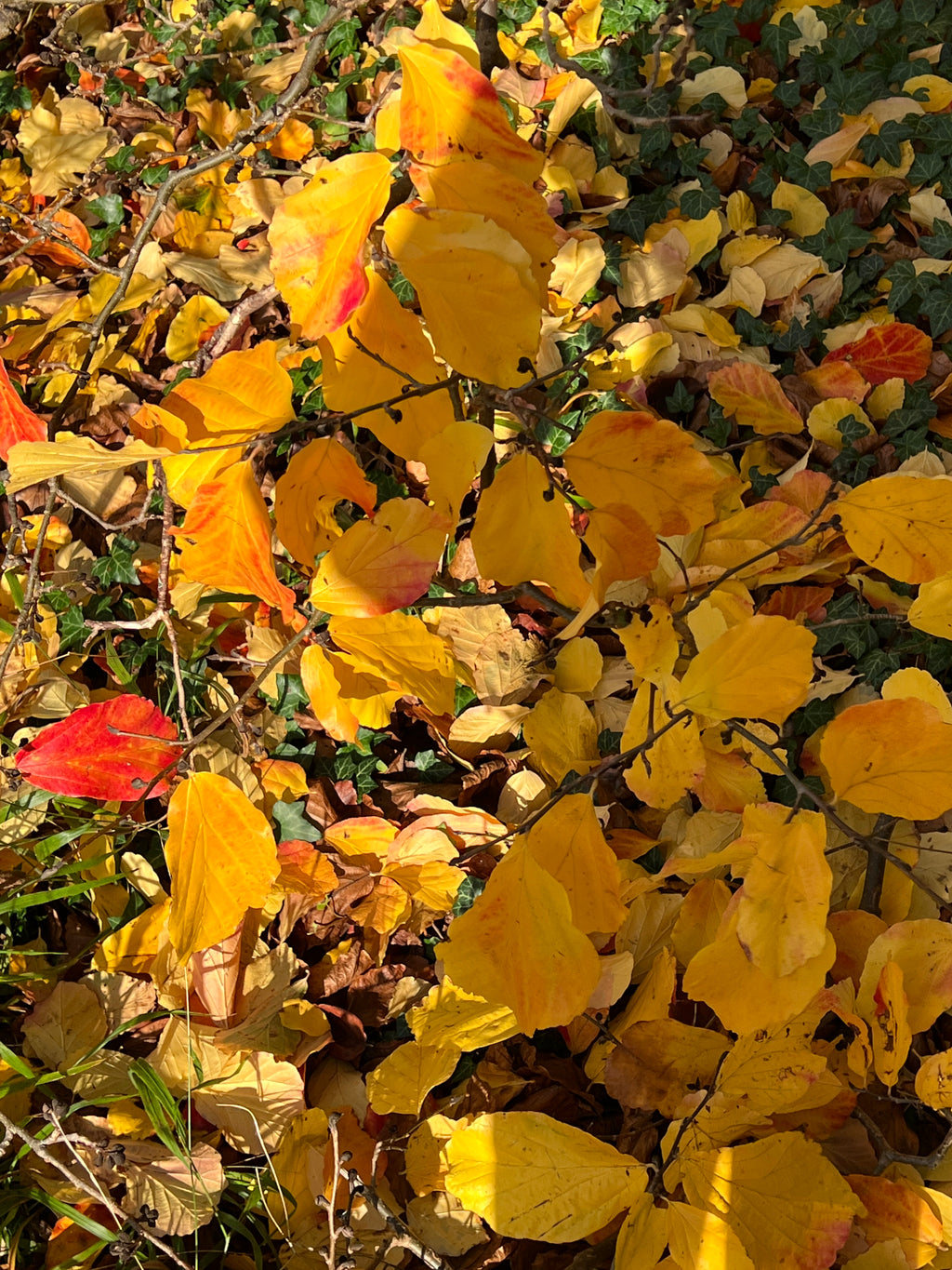 THE LIGHT ON IRONWOOD LEAVES