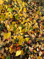 THE LIGHT ON IRONWOOD LEAVES