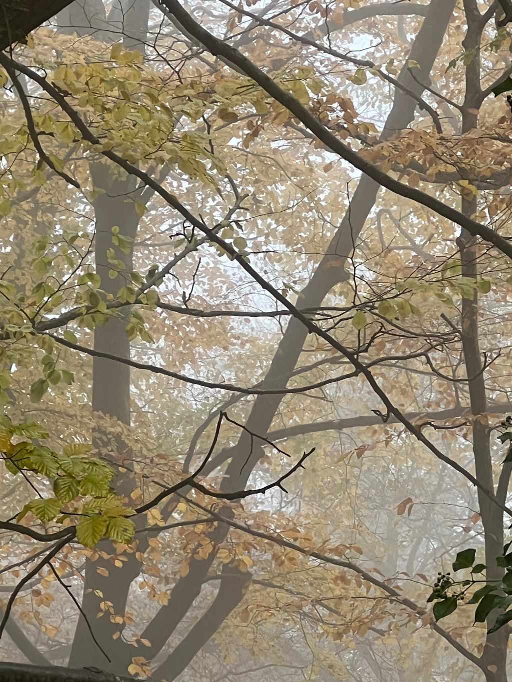 BEECH LEAVES IN THE FOG