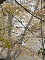 BEECH LEAVES IN THE FOG