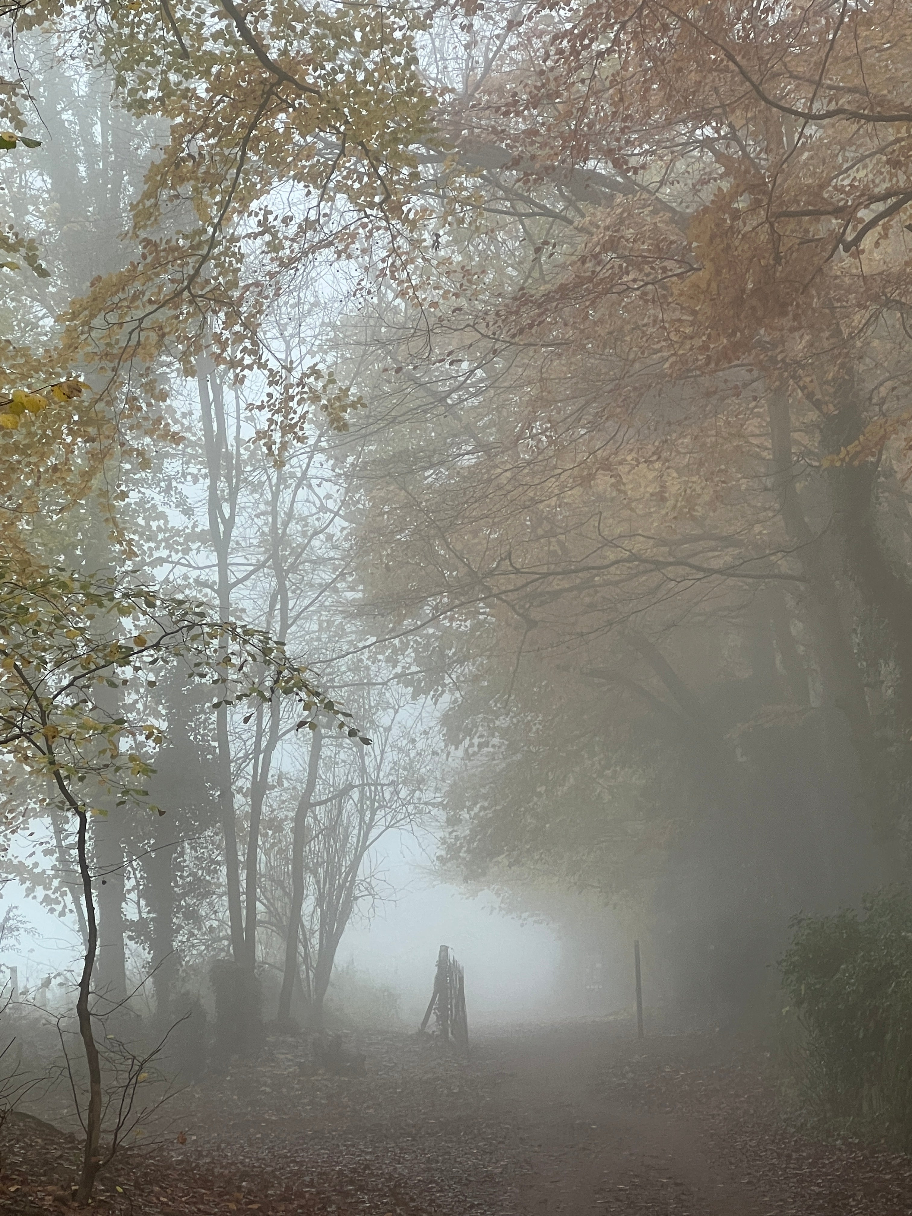 BEECH LEAVES IN THE FOG
